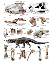 800px-Dynamosuchus material.png