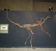 Harpymimus fossil 01