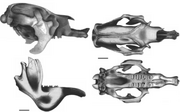 Megatherium skull
