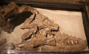 Albertosaurus holotype CMN5600