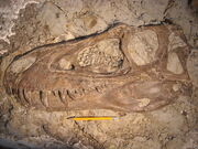 Gorgosaurus skull 02.jpg