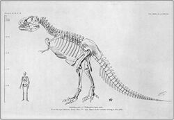 Tyrannosaurus AMNH 973