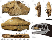 Ulughbegsaurus holotype (1)