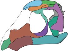 Avicranium skull drawing