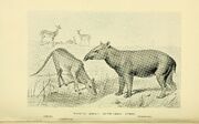 Extinct monsters and creatures of other days (6288299303)