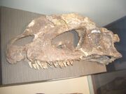 Sinosaurus