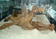 Edmontosaurus Trachodon 03.jpg