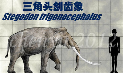 Stegodon trigonocephalus by sinammonite-d5gz0m3
