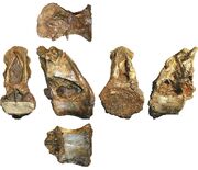 -Xenoposeidon proneneukos