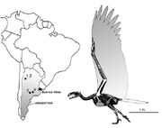 Argentavis9