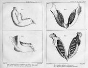 Cuvier elephant jaw