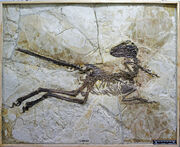 Zhenyuanlong-skeleton.jpg