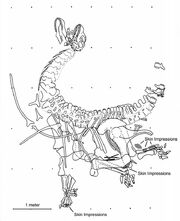 Camarasaurus figure 3 (SMA 0002)