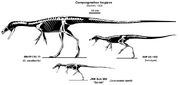 Compsognathus growth series by qilong