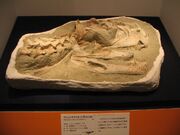 Majungasaurus skull