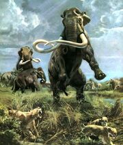 Mammuthus columbi.jpg