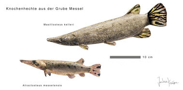 Messel gars by hyrotrioskjan d8zs3b1-fullview