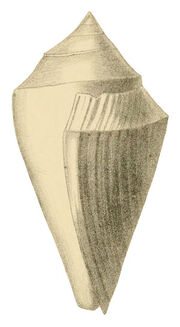 Conus medinae Philippi 1887 pl 1 fig 6