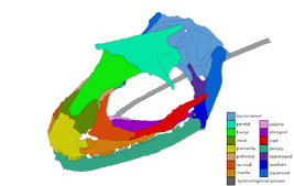 Yaksha perettii skull diagram.svg