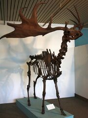 Überseemuseum Bremen 2009 250