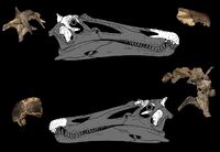 Ceratosuchops holotype