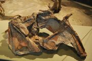 Cryolophosaurus skull.jpg
