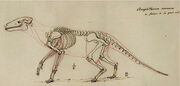 Anoplotherium 1812 Skeleton Sketch