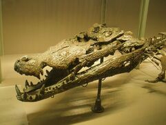 Crocodylus depressifrons