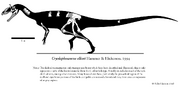 Сryolophosaurus skeleton