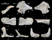 Baiyinosaurus skull bones (IVPG-D021-01–05)