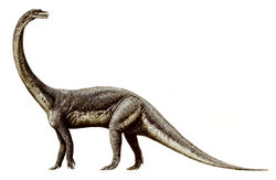 Massospondylus