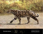 Nimravides-catacopis-2018-414x331