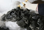 Scelidosaurus skull.jpg