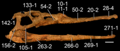 250px-Parasuchus hislopi skull.png