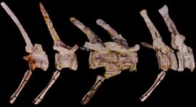 Ichthyovenator laosensis tail vertebrae NMNS