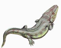 Rhinesuchus whaitsi