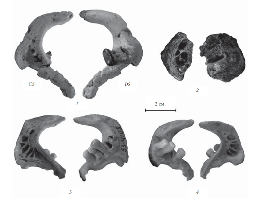 Rutilus robustus and others