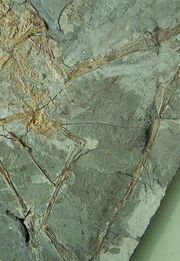 0Eosipterus1.jpg