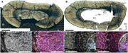 Histological-thin-section-of-the-second-wing-phalanx-of-Cratonopterus-huabei-gen-et-sp