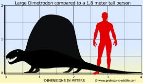 Диметродон размер с человек