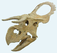 Nasutoceratops-cherep-1-m