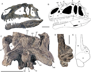 Asfaltovenator skull