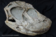 Shunosaurus skull 01