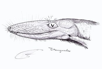 Tetracynodon1