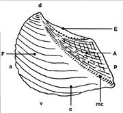 Trigoniacostata