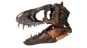 Tyrannosaurus TE-73..png