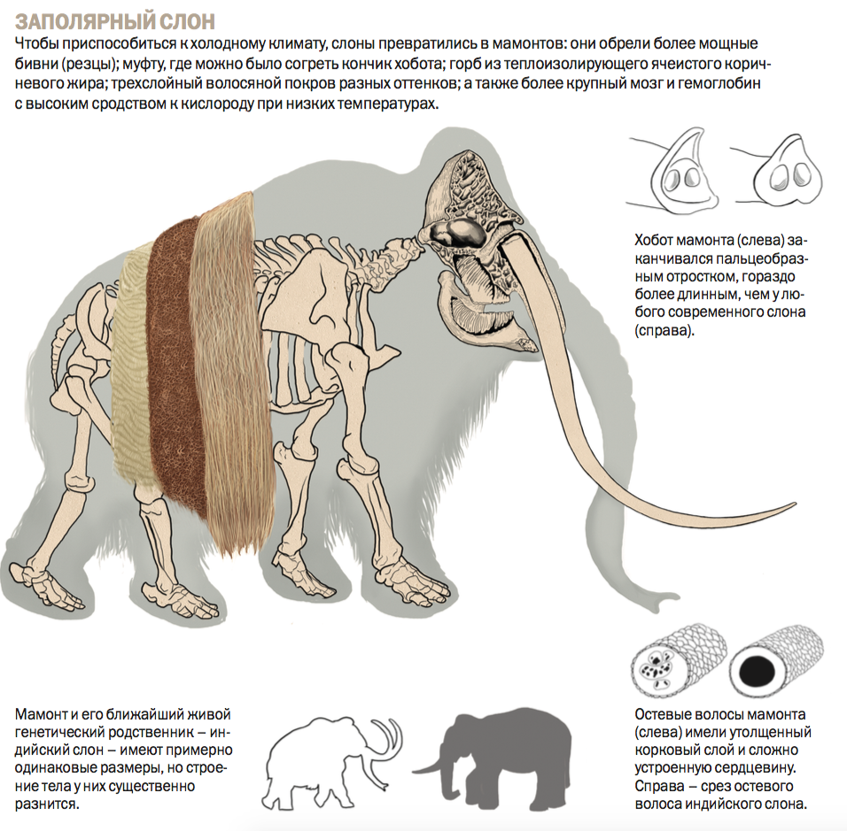 Мамонты | Вымершие животные вики | Fandom