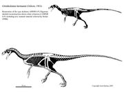 Ornitholestes by shartman