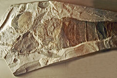 Остатки A. macrophthalmus в Королевском музее Онтарио, Торонто