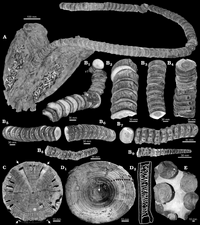 Cretoxyrhina fossils from Newbrey et al. (2013)